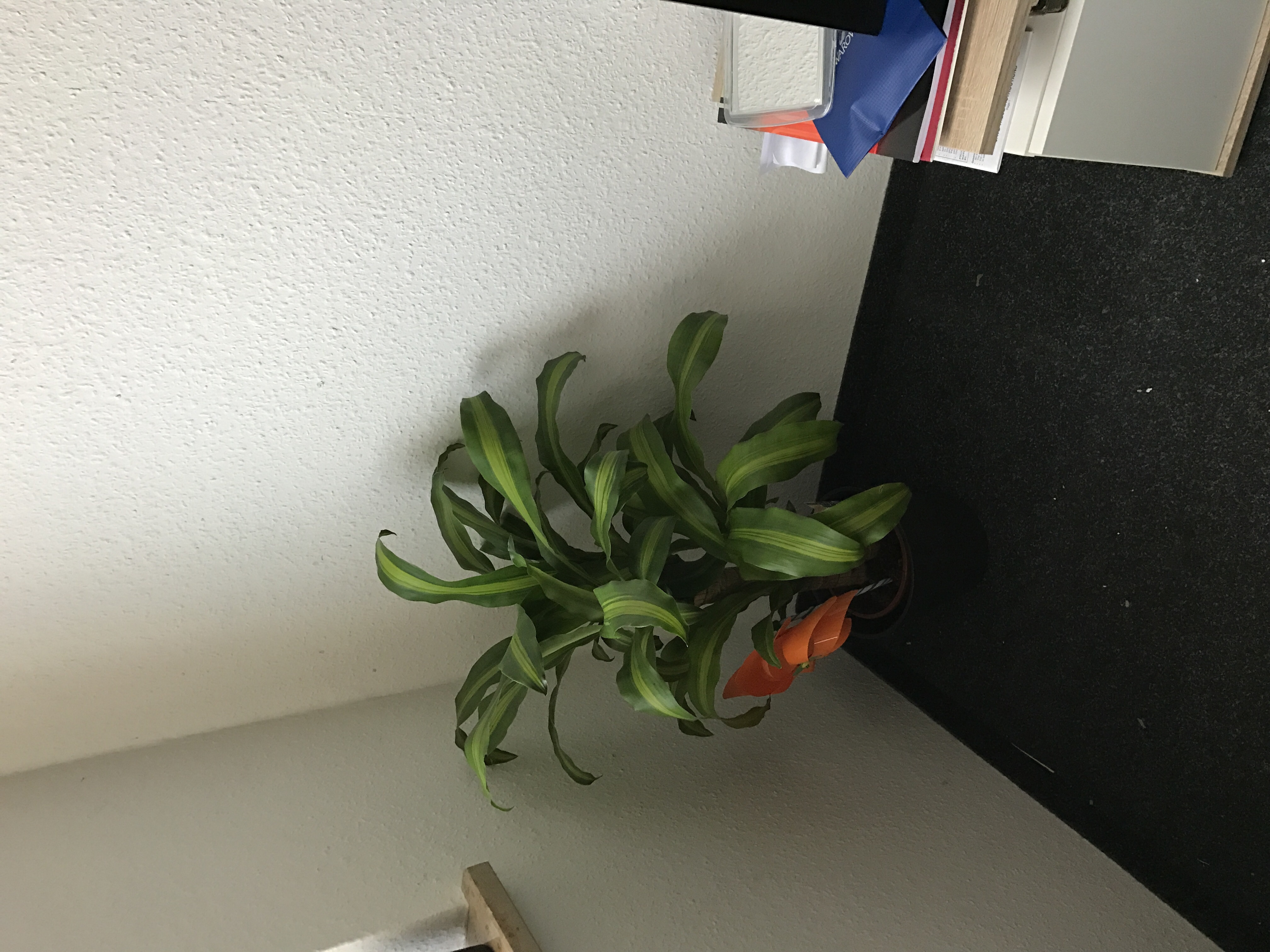 Aloe-vera Era : How it all started 6 Aloe-vera Era : How it all started