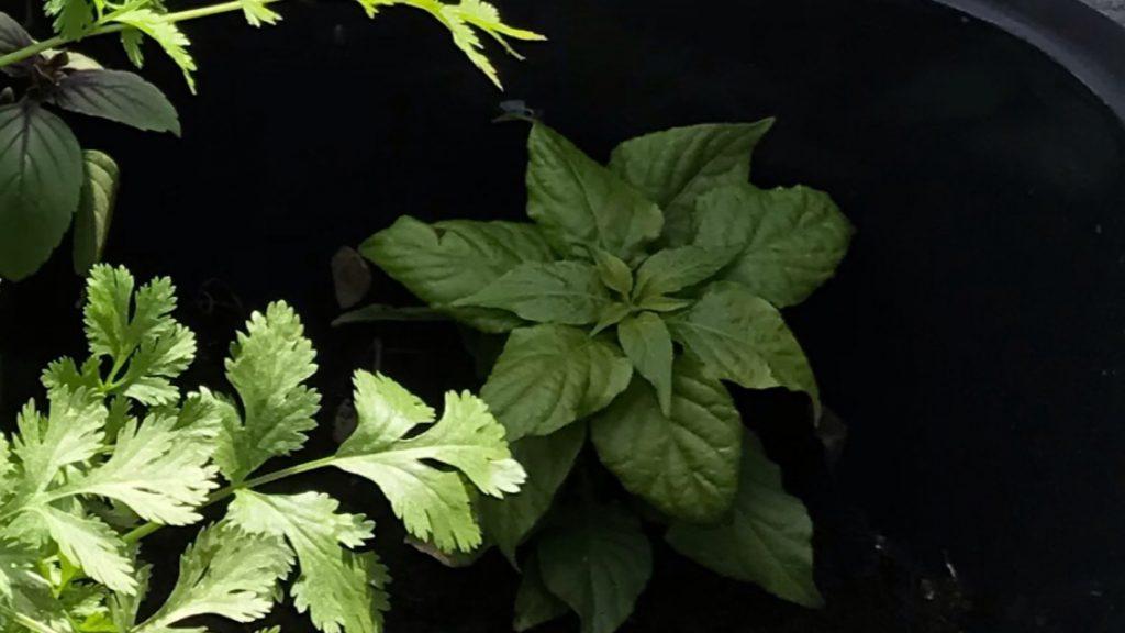 Chili Green 2 Chili Green