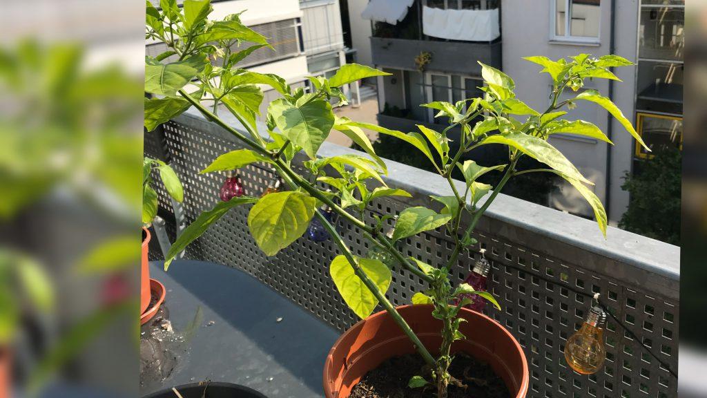 Chili Green 3 Chili Green