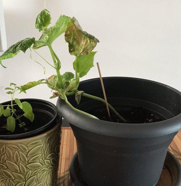 Gardening Tips: Things I learnt not to do 2 Gardening Tips: Things I learnt not to do