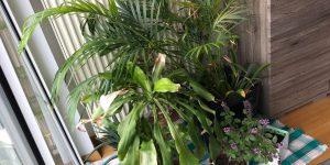 Gardening Tips: Things I learnt not to do 3 Gardening Tips: Things I learnt not to do