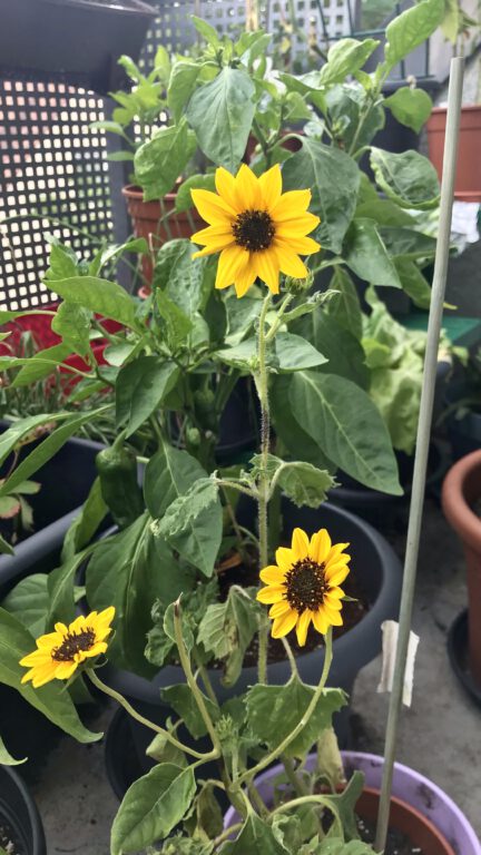 Sunflowers of my Garden 2 Sunflower